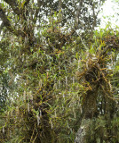 Otochilus fuscus
