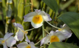 Dendrobium farmeri close