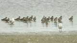 Tringa totanus