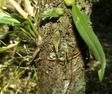 Bulbophyllum (Sunipia) viridis