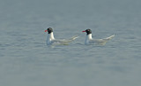 Zwartkopmeeuw, Ichtyaetus melanocephalus