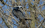 Phalacrocorax carbo ssp. atlantica