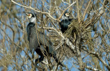 Phalacrocorax carbo ssp. sinensis