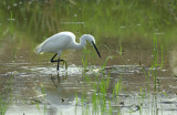 Kleine zilverreiger.