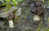 Gallery Kluifzwammen en morieljes, Helvella en Morchella