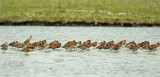 IJslandse grutto's-Limosa limosa ssp. islandica