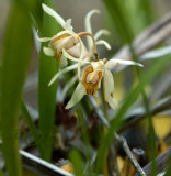 Coelogyne huettneriana, lithophyte