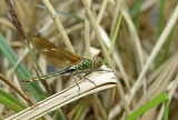 Cordulia aenea, yong female