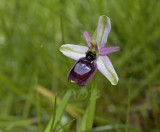 Ophrys drumana