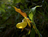 Gallery Cypripedium