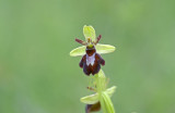 Gallery Ophrys sphegodes-spider orchid
