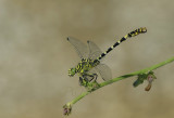 Onychogomphus forcipatus ssp. unguiculatus - male