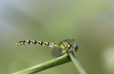 Onychogomphus forcipatus ssp. unguiculatus - female