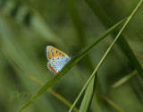 Grote vuurvlinder man, Lycaena dispar ssp. batava, endemisch voor Nederland
