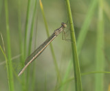 Noordse winterjuffer vrouw jong - Sympecma paedisca female