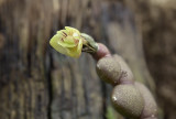 Dendrobium leonis, flower 7 mm