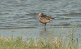 Roze grutto, Limosa lapponica