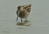 Snip, Gallinago gallinago