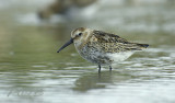 Bonte strandloper,Calidris alpina