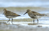 Bonte strandlopers, Calidris alpina