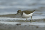 Oeverlopertje, Actitis hypoleucos