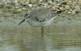 Kleine strandloper, Calidris minuta