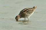 Watersnip
