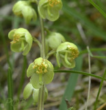 Groenbloemig wintergroen, Pyrola chlorantha