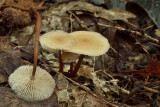 Hoornsteeltaailing, Marasmius cohaerens