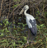 Anastomus oscitans
