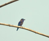 Coracias benghalensis