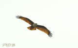 Brahminy kite