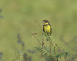 Emberiza aureola, geelborstgors