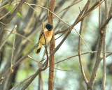Saxicola maurus