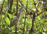 Woudaapje, Ixobrychus minutus