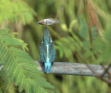 King Fisher