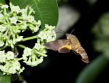 Hummingbird hawkmoth, Macroglossum belis