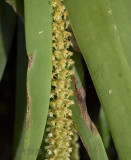 Oberonia falconeri
