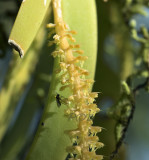 Oberonia falconeri with pollinator