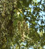 Dendrobium denudans section Stachyobium, 2100 mtr.