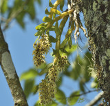 Dendrobium denudans section Stachyobium, 2100 mtr.
