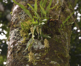 Dendrobium strongylanthum section Stachyobium, 200 mm telephoto