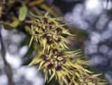 Dendrobium strongylanthum section Stachyobium