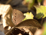 Mycalesis intermedia