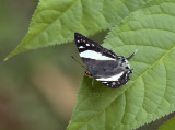 Dodona deodata