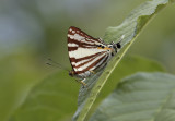 Dodona deodata