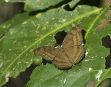 Angled Castor, Ariadne ariadne