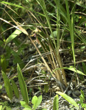 Tainia gramminifolia