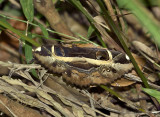 Moth, Erebus ephesperis