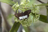 Tagiades litigiosus